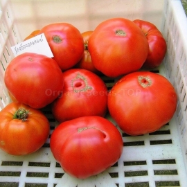 «Hlebosol'nyj» - Organic Tomato Seeds