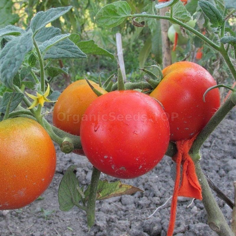 Images «Yana» - Organic Tomato Seeds - Shipping is free for orders over €50