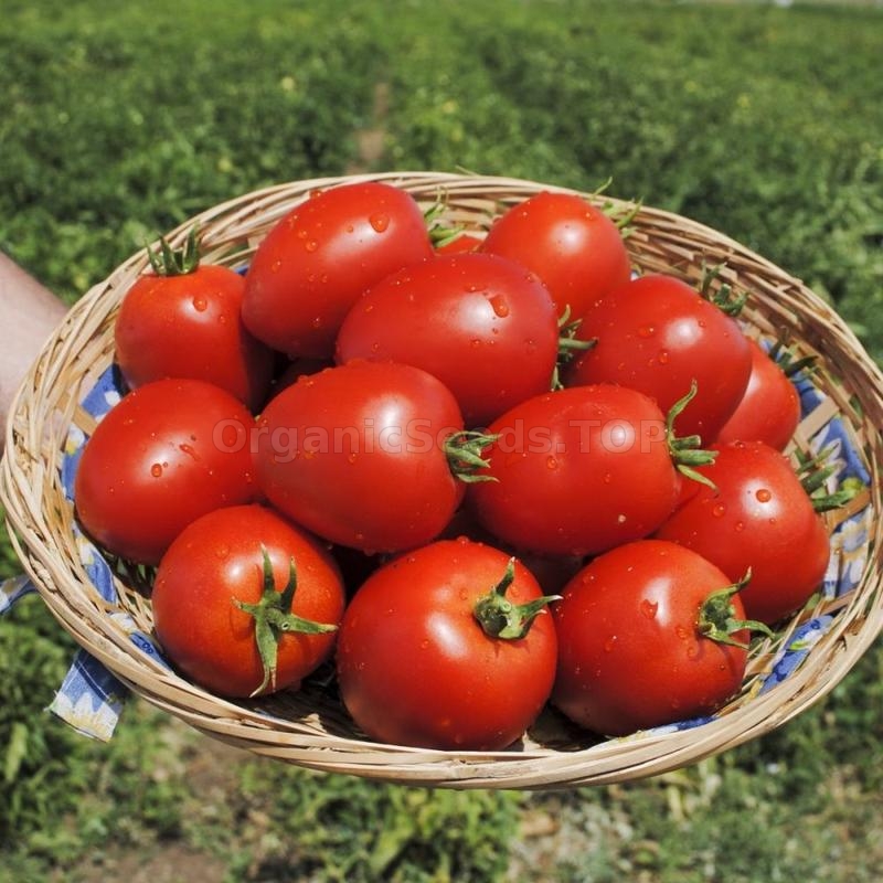 «Jubilee» Organic Tomato Seeds Shipping is free for orders over €50