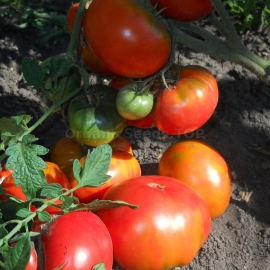«Russian soul» - Organic Tomato Seeds