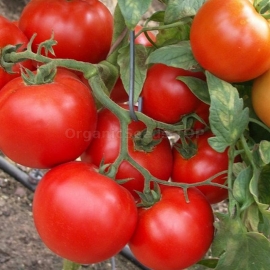 «Santa Mariya» - Organic Tomato Seeds