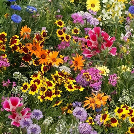 «Long-blooming» - Organic Flower mix seeds