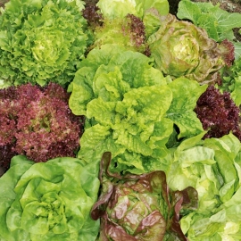 «All season» - Organic Salad Seeds