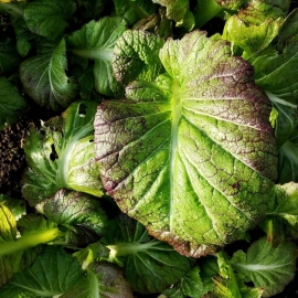 «Red Giant» - Organic Mustard of salad seeds