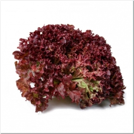 «Lolo Rossa» - Organic Salad Seeds