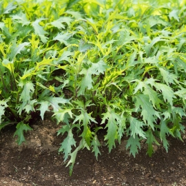 «Mitsuna Green» - Organic Salad Seeds