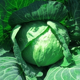 «Braunschweiger» - Organic Cabbage Seeds