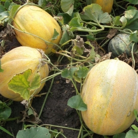 «Dubovka» - Organic Melon Seeds