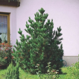 Rumelian pine Organic Seeds (Pinus peuce)