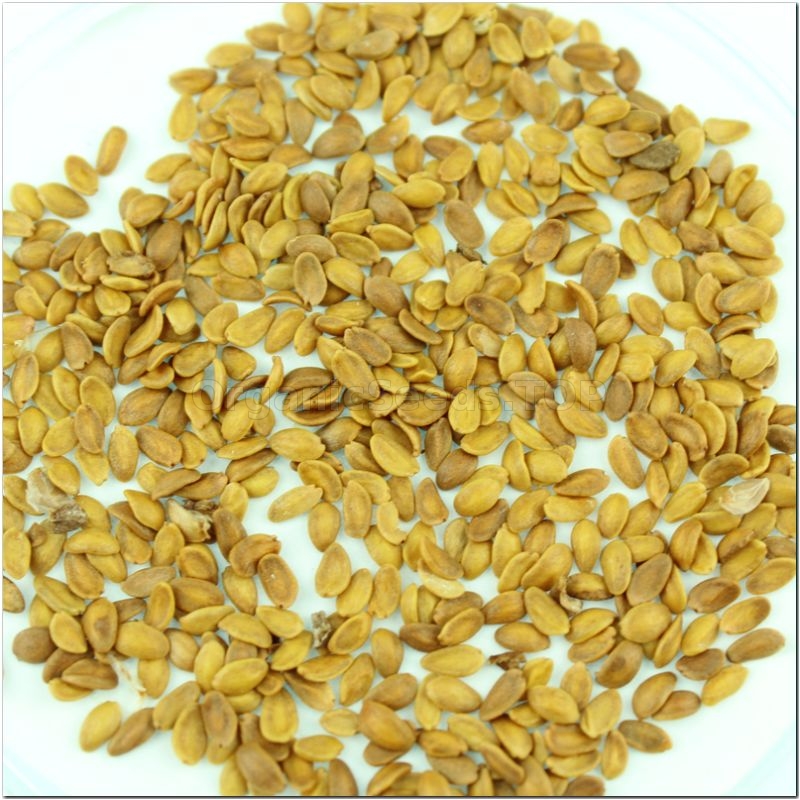Honeysuckle seeds (Lonicera caprifolium) -  Shipping is free for orders  over 100