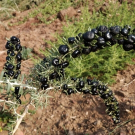 Organic black goji berry seeds (Lycium ruthenicum)