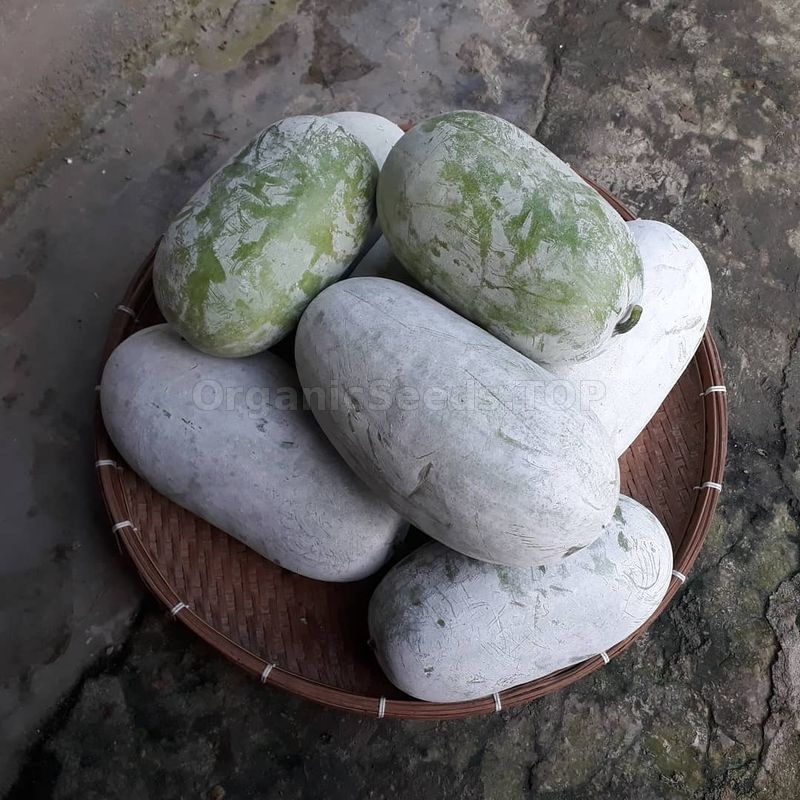 Reviews «Thai mini» Organic Wax Gourd Seeds Shipping is free for orders over €50