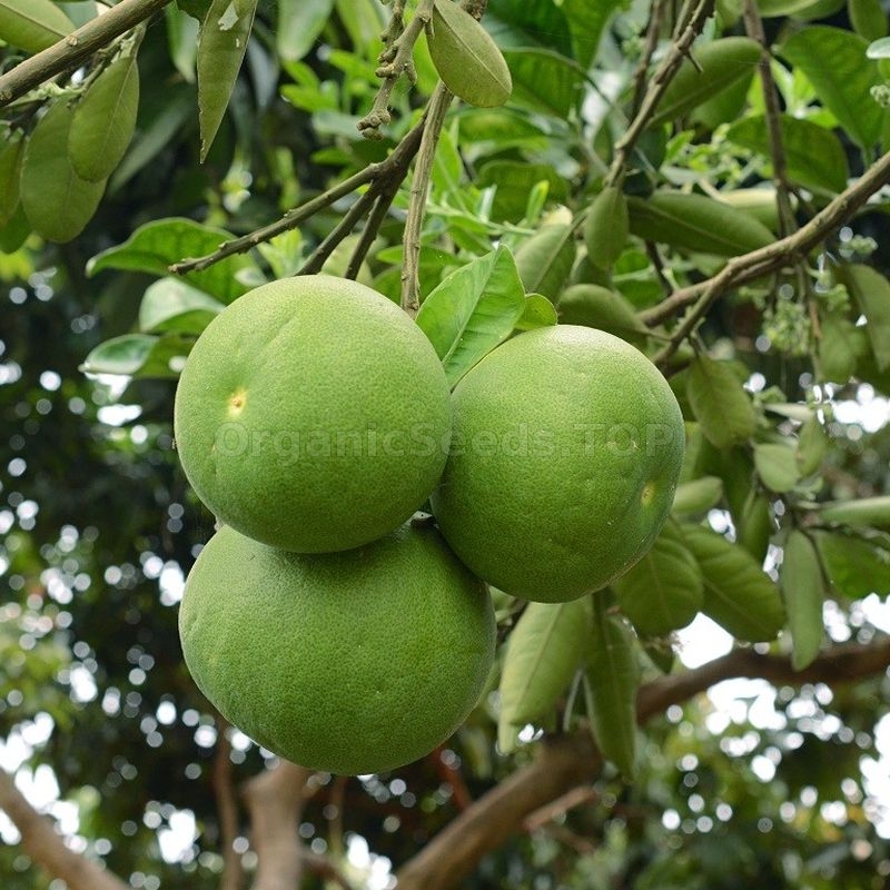 Pomelo Organic Seeds (Citrus maxima) Shipping is free for orders over €50