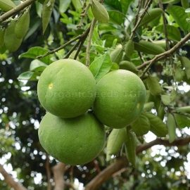 Pomelo Organic Seeds (Citrus maxima)