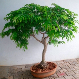 Tamarind indian Organic Seeds (Tamarindus indica)