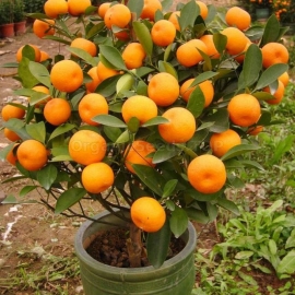 Tangerine tree Organic Seeds (Cītrus reticulata)