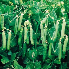 «Dakota» - Organic Pea Seeds