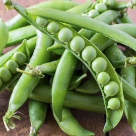 «Mucio» - Organic Pea Seeds