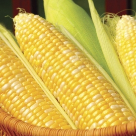 «Cooks Delight» - Organic Corn Seeds