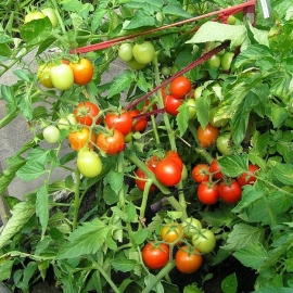 «Balcony miracle» - Organic Tomato Seeds