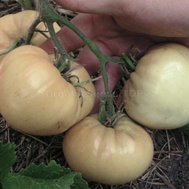 «White heart» - Organic Tomato Seeds