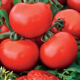 «Legs» - Organic Tomato Seeds