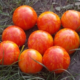 «De-barao brindle» - Organic Tomato Seeds