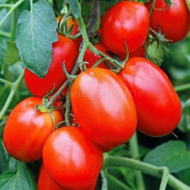 «Manzherok» - Organic Tomato Seeds