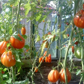 «One hundred poods» - Organic Tomato Seeds