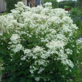Organic Clematis bush white (straight) Seeds