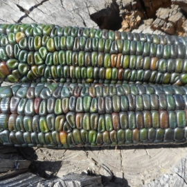 «Oaxacan Green» - Organic Corn Seeds