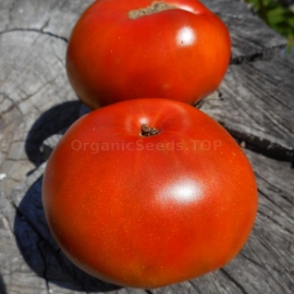 Фото «Dwarf Tasmanian Chocolate» - Organic Tomato Seeds