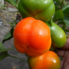 «Doe Hill» - Organic Pepper Seeds