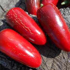 Фото «Jalapeno Tajin» - Organic Hot Pepper Seeds