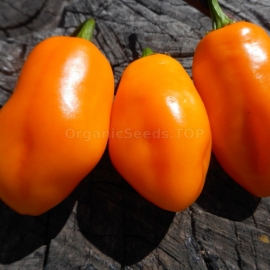 «Uruguay Seasoning» - Organic Hot Pepper Seeds