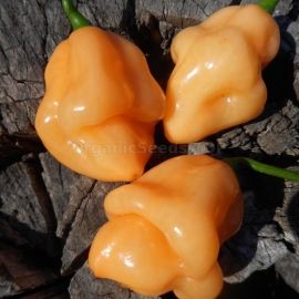 Фото «7 Pot White» - Organic Hot Pepper Seeds