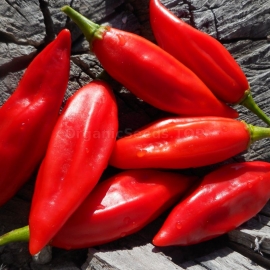 «Rompedor» - Organic Hot Pepper Seeds