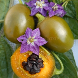«Rokoto Mini Olive» - Organic Hot Pepper Seeds