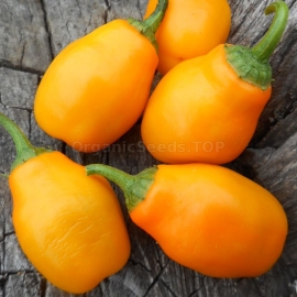 «Rokoto Mini Yellow» - Organic Hot Pepper Seeds
