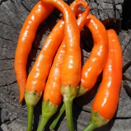 «Portokolova Fifronka» - Organic Hot Pepper Seeds