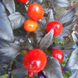 «Purple Delight» - Organic Hot Pepper Seeds