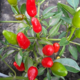 «Dwarf Mexican» - Organic Hot Pepper Seeds