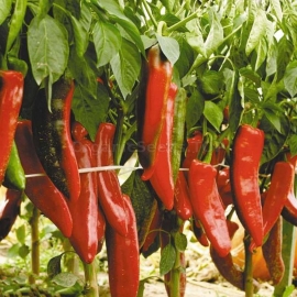 Фото «Double abundance» - Organic Hot Pepper Seeds