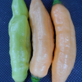 Фото «White Bhut Jolokia JW» - Organic Hot Pepper Seeds