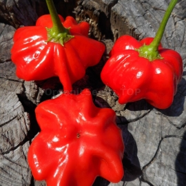 «Brazilian Starfish Red» - Organic Hot Pepper Seeds