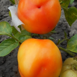 «Alma Paprika» - Organic Hot Pepper Seeds
