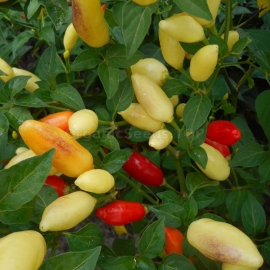 Фото «Aji Pulsar» - Organic Hot Pepper Seeds