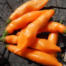 «Aji Melocoton» - Organic Hot Pepper Seeds