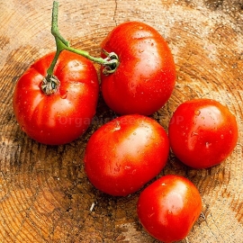 «Red Rooster » - Organic Tomato Seeds