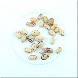 «Creamy brown» - Organic Bean Seeds